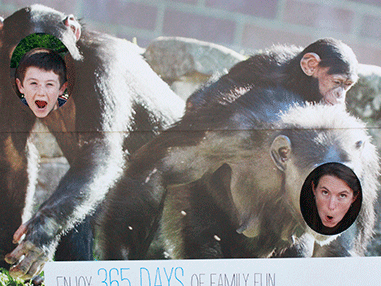 monkeys